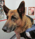Tomba,Duitse Herder,11 jr. liep met achterhand als een dronkeman na een acute verlamming.Drie x acupunctuur hielp prima 